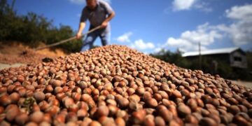 Fındık ihracatı geçen yıla göre iki katına ulaştı