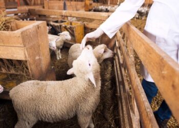 Hayvan yetiştiricileri, 2025’te tarımsal üretim hamlesi bekliyor