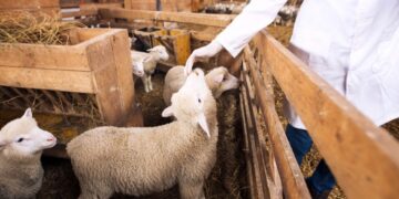 Hayvan yetiştiricileri, 2025’te tarımsal üretim hamlesi bekliyor