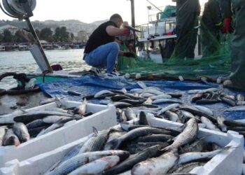İstavrit bolluğu, fiyatları düşürdü