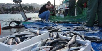İstavrit bolluğu, fiyatları düşürdü