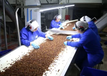 Türkiye’nin kuru üzüm ihracatı 525 milyon doları geçti