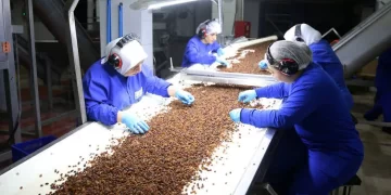 Türkiye’nin kuru üzüm ihracatı 525 milyon doları geçti