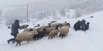 Muş’ta, kar yağışı altında besicilerin zorlu mesaisi!