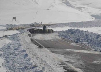 Muş’ta, yoğun kar nedeniyle mahsur kalan 2 bin koyun kurtarıldı!