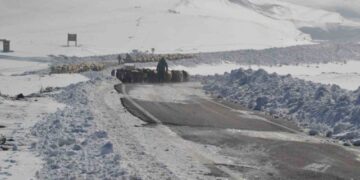 Muş’ta, yoğun kar nedeniyle mahsur kalan 2 bin koyun kurtarıldı!