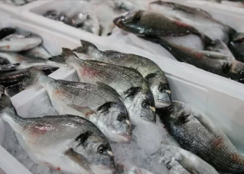 Bu yıl denizlerde 144 bin su ürünü denetimden geçti