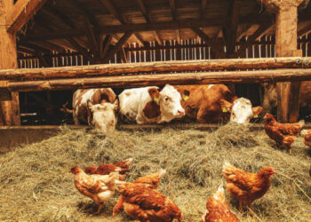 TÜİK açıkladı! Ekimde tavuk eti ve süt üretimi arttı