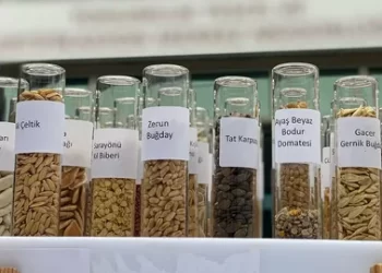 Bakan Yumaklı Duyurdu! Ata Tohumları Tarım Kredi Marketlerde Satılacak