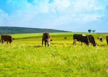 Bakanlıktan çiftçilerin tarım sigortası maliyetine destek