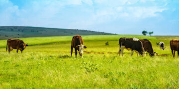 Bakanlıktan çiftçilerin tarım sigortası maliyetine destek