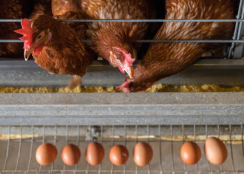 Tavuk eti ve yumurta üretimi Kasım ayında azaldı