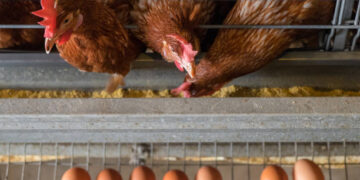 Tavuk eti ve yumurta üretimi Kasım ayında azaldı