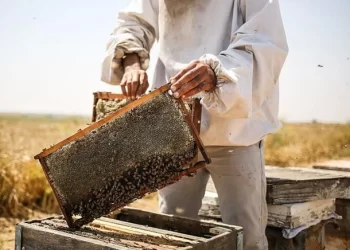 Türkiye, bal üretiminde dünya liderliğini hedefliyor