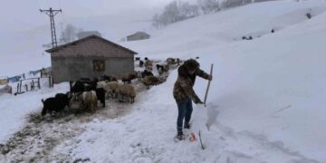 Muş’ta, besicilerin 5 aylık zorlu kış mesaisi sürüyor!