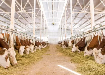 Muş’ta, buzağı doğumlarından 5 milyar TL gelir bekleniyor!