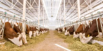 Muş’ta, buzağı doğumlarından 5 milyar TL gelir bekleniyor!