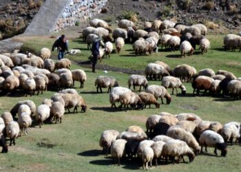 Muş’ta, küçükbaş hayvan varlığında artış bekleniyor!