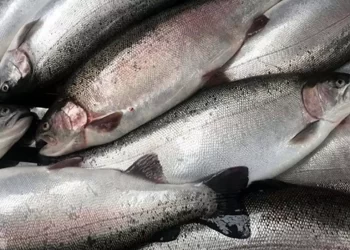 Türk somonu ihracatında 498 milyon dolarlık rekor