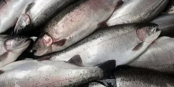 Türk somonu ihracatında 498 milyon dolarlık rekor