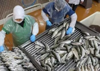 Doğu Karadeniz’de su ürünleri ihracatında artış