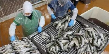 Doğu Karadeniz’de su ürünleri ihracatında artış