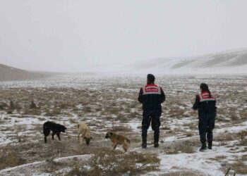 Jandarma zorlu kış şartlarında hayvanları yalnız bırakmıyor Jandarma zorlu kış şartlarında hayvanları yalnız bırakmıyor