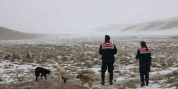 Jandarma zorlu kış şartlarında hayvanları yalnız bırakmıyor