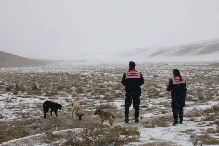 Jandarma zorlu kis sartlarinda hayvanlari yalniz birakmiyor habermeydan