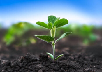 Bakan Kurum: 81 ilimizi bitki rehberini hazırlıyoruz