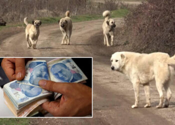 Bakanlıktan 81 ile yeni yazı: Sahipsiz köpek başına 71 bin TL ceza!