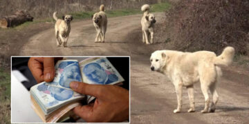 Bakanlıktan 81 ile yeni yazı: Sahipsiz köpek başına 71 bin TL ceza!