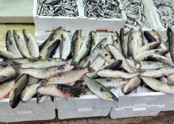 Sinop’ta, vitamin deposu kefal 200 liradan tezgahlarda yerini aldı!