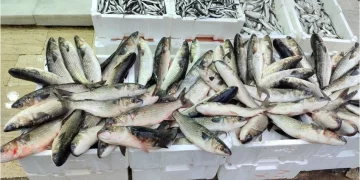 Sinop’ta, vitamin deposu kefal 200 liradan tezgahlarda yerini aldı!