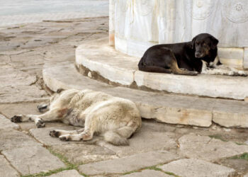 Tunceli’de sokak köpeklerini toplatma kararı!