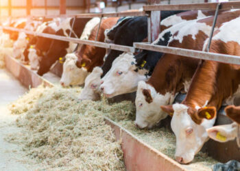 Bakan Yumaklı: Kırmızı et ithalatı konusunu 2028 yılı itibarıyla ülke gündeminden çıkarmış olacağız