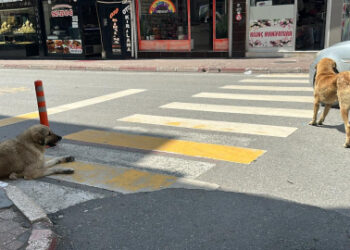 İstanbul Valiliği’nden sokak hayvanları hakkında genelge!