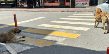 İstanbul Valiliği’nden sokak hayvanları hakkında genelge!