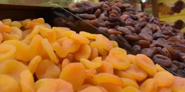 Malatya’nın kayısı ihracatı 819 milyon dolar getirdi