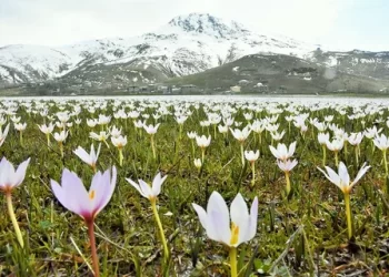 Kardelenler Muş Ovası’nı süslemeye başladı!