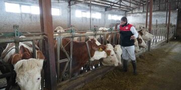 Muş’ta, kışın zorlu şartlarında hayvan aşılama çalışmaları sürüyor!