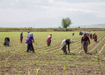 Mevsimlik tarım işçilerinin günlük ücretleri arttı