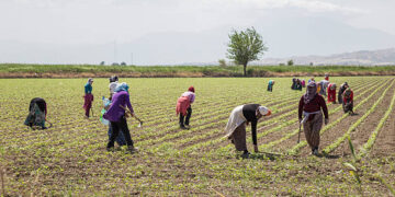 Mevsimlik tarım işçilerinin günlük ücretleri arttı
