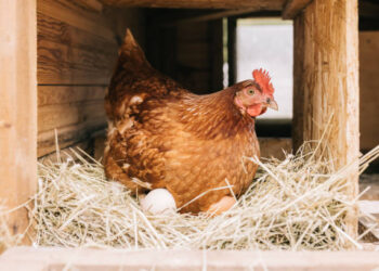 Ocak’ta tavuk eti ve ticari süt üretimi arttı!