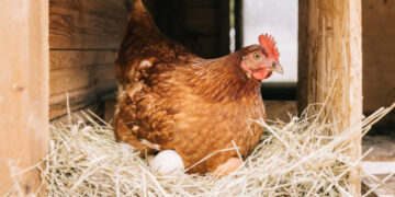 Ocak’ta tavuk eti ve ticari süt üretimi arttı!