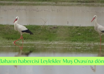 Baharın habercisi Leylekler Muş Ovası’na döndü!