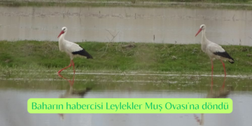 Baharın habercisi Leylekler Muş Ovası’na döndü!