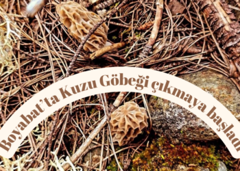 Boyabat’ta ‘Kuzugöbeği mantarı’ çıkmaya başladı!