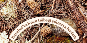 Boyabat’ta ‘Kuzugöbeği mantarı’ çıkmaya başladı!
