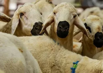 Vekaletle kurban kesim ücretleri açıklandı